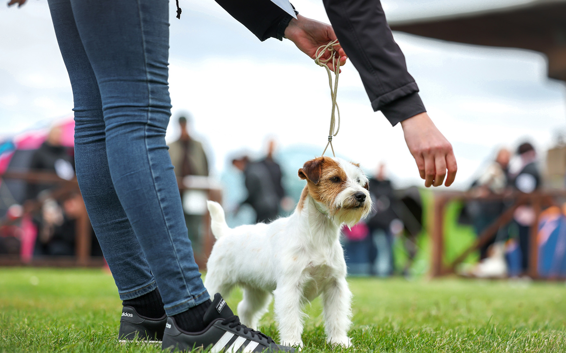 Izložba pasa "CAC Zaprešić 2026"