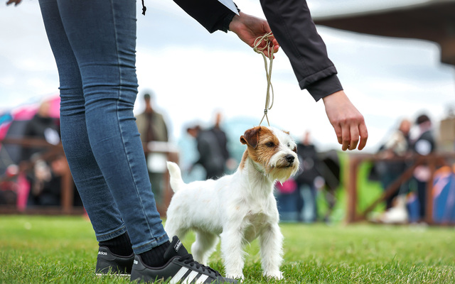 Izložba pasa "CAC Zaprešić 2026"